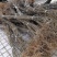 红心猕猴桃苗包成活包结果软枣猕猴桃苗，提供技术支持