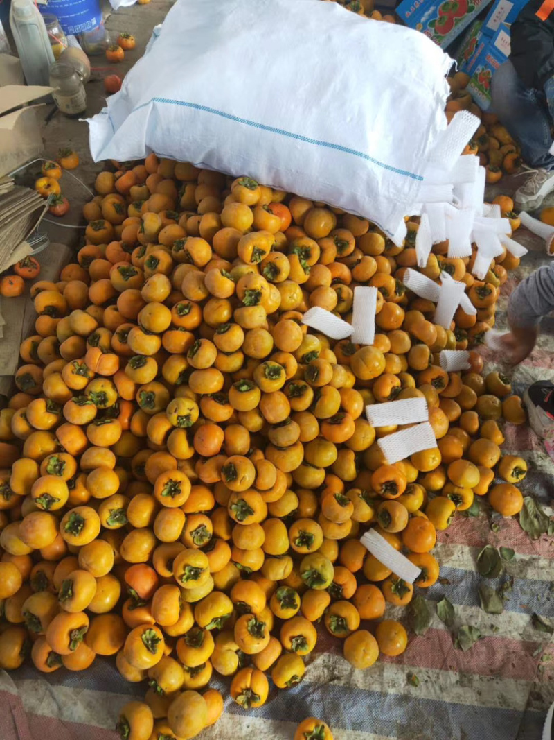 脆柿子一件代发，顺丰包邮，