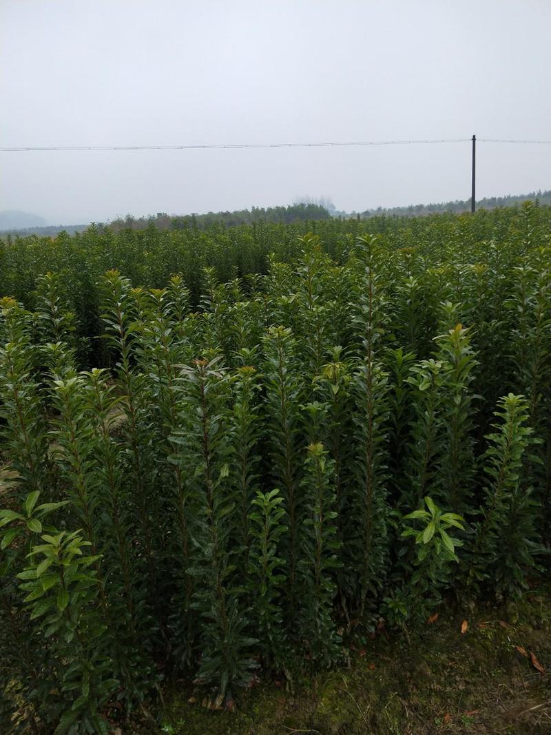 湖南杨梅苗一年优质嫁接杨梅树苗品质保证提供种植技术