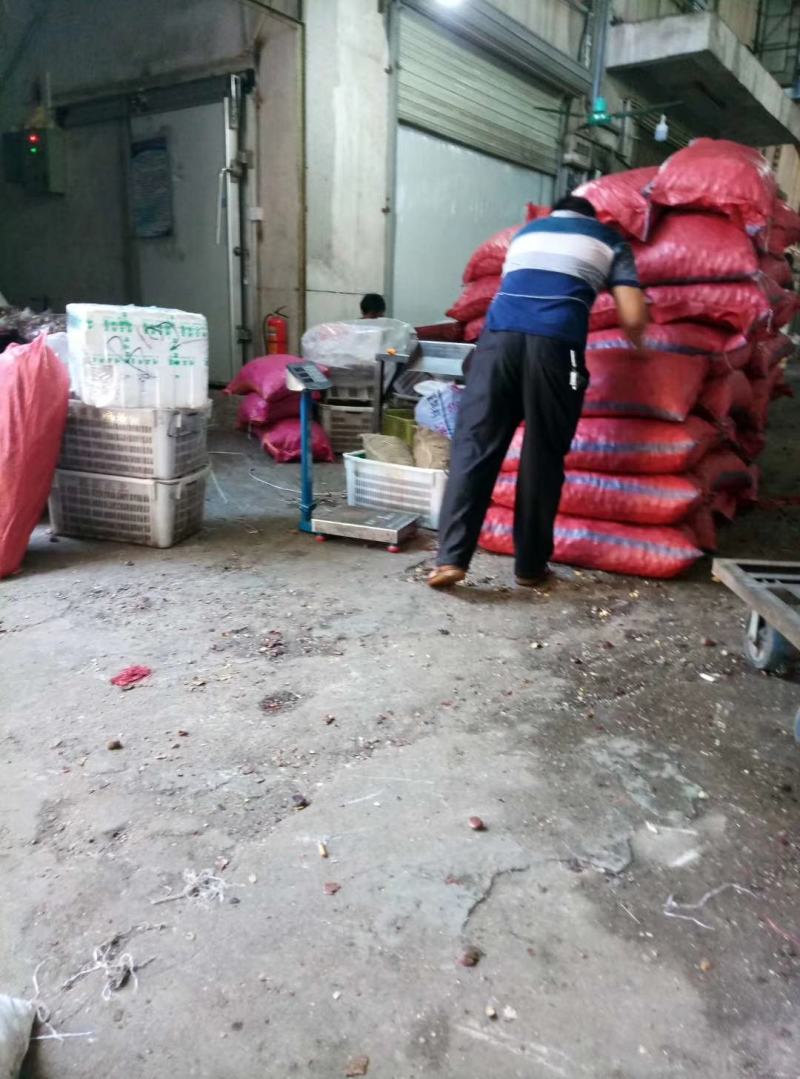 全年供应东北丹东特大板栗