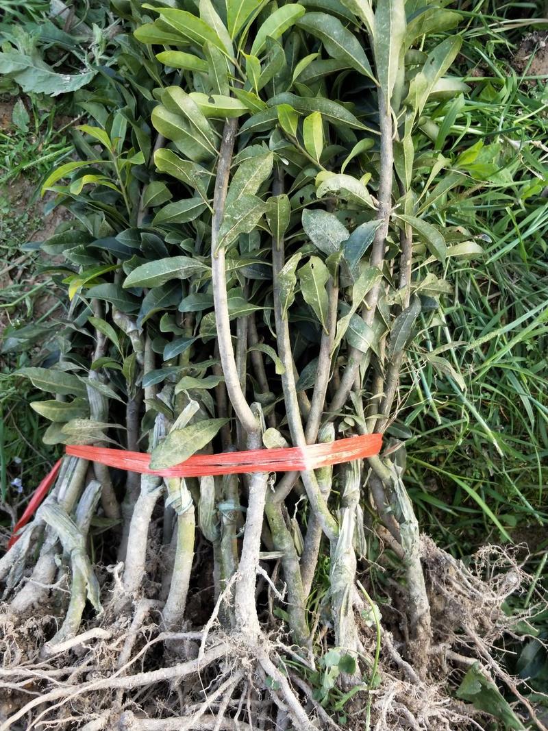 湖南杨梅苗一年优质嫁接杨梅树苗品质保证提供种植技术