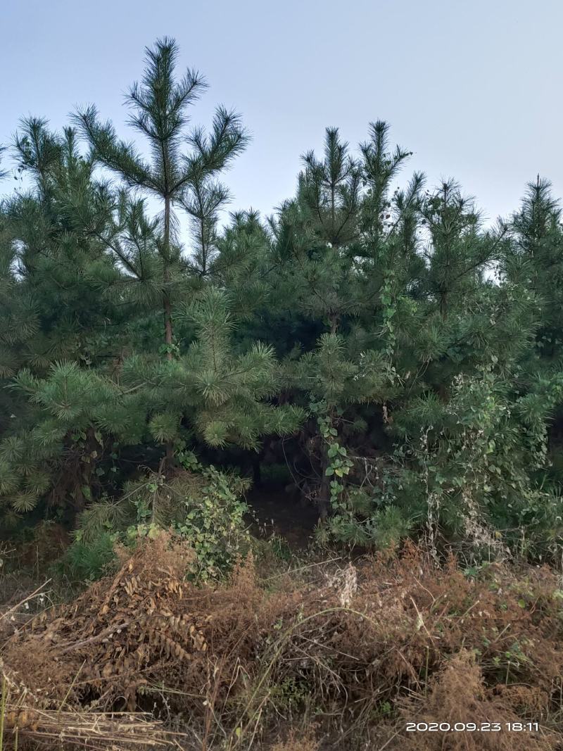 处理油松山西2米2.5米3米3.5米4米二级油松