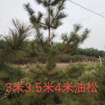 处理油松山西2米2.5米3米3.5米4米二级油松