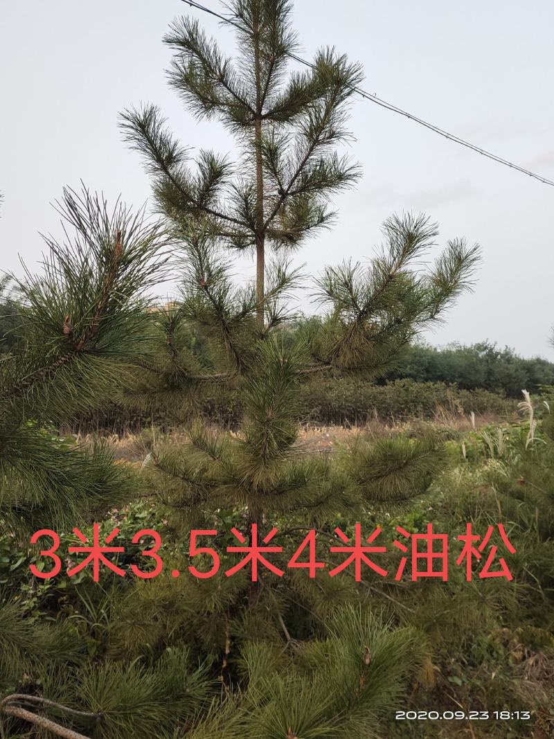 处理油松山西2米2.5米3米3.5米4米二级油松