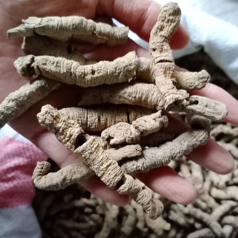 巴戟天，巴戟肉，各种等级，各种中药材,药材批发