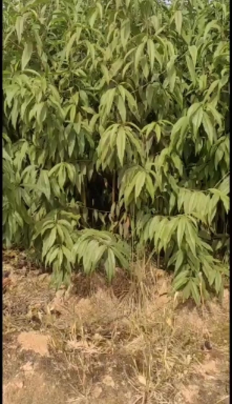 山西运城嫁接桃树苗占地桃树苗1公分2公分3公分