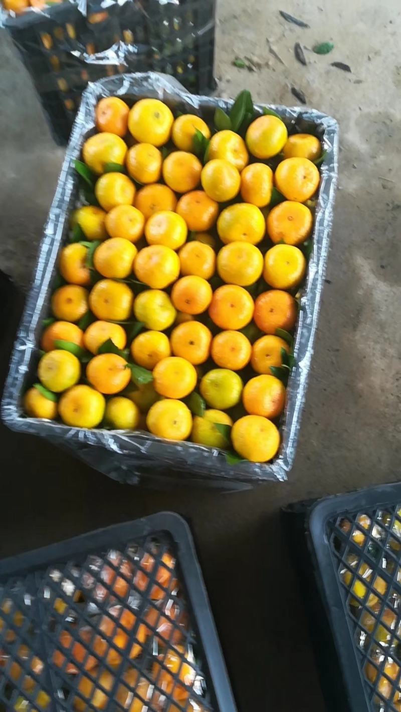 江西蜜橘上市啦！纯甜化渣，皮薄化渣，果型均匀