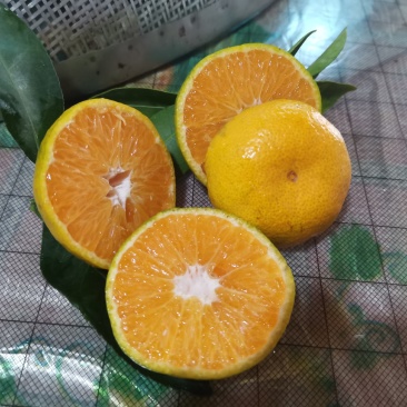 江西蜜橘上市啦！纯甜化渣，皮薄化渣，果型均匀