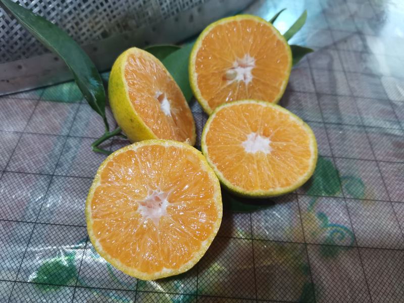 江西蜜橘上市啦！纯甜化渣，皮薄化渣，果型均匀
