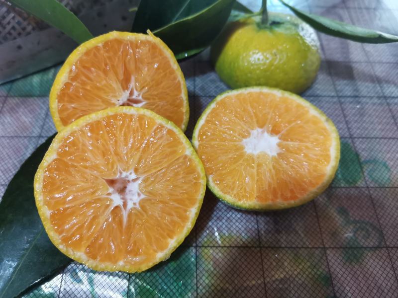 江西蜜橘上市啦！纯甜化渣，皮薄化渣，果型均匀
