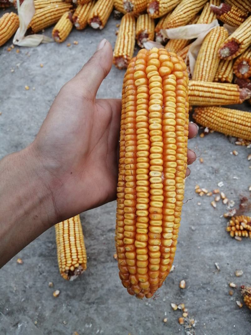 新玉米每年九月底上市