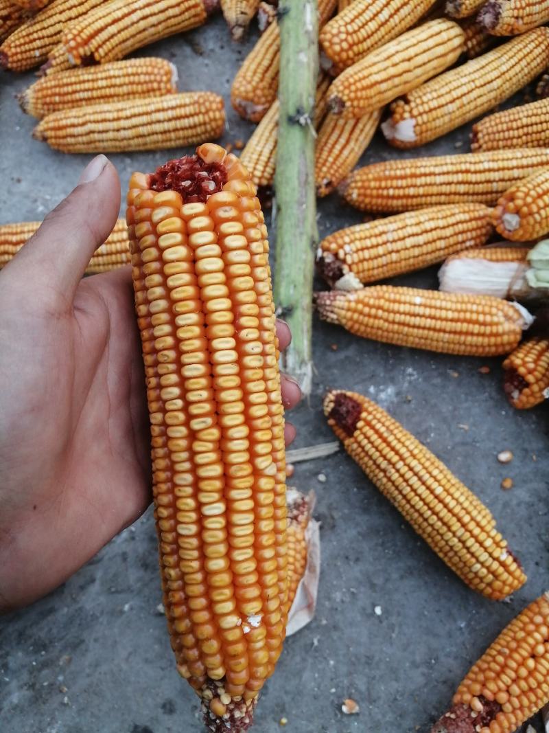 新玉米每年九月底上市