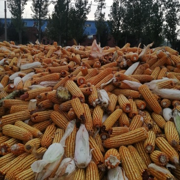 新玉米每年九月底上市