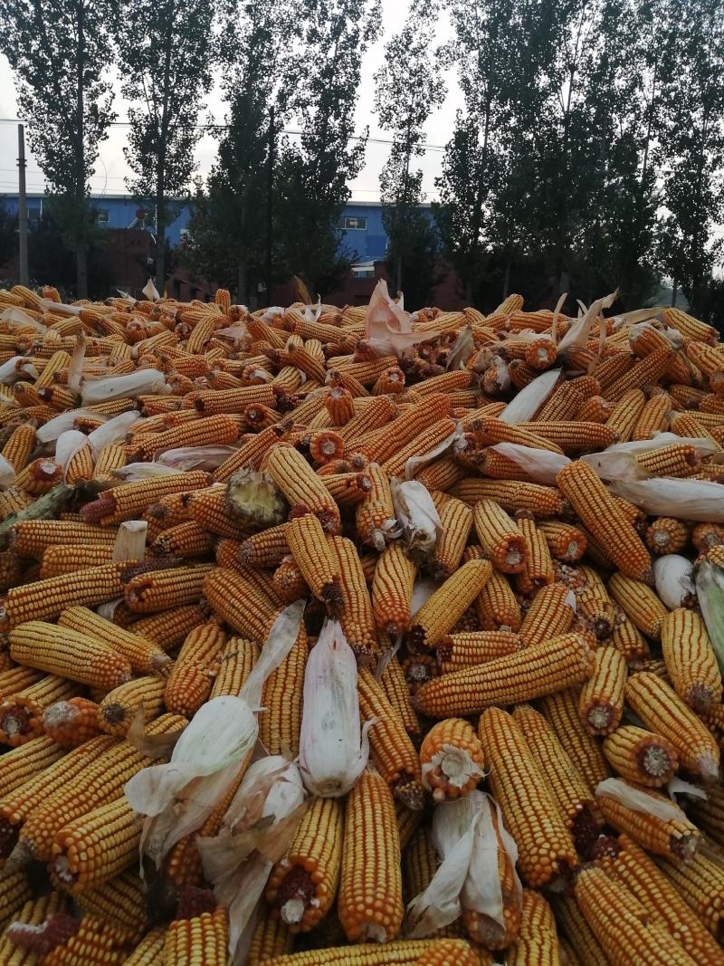 新玉米每年九月底上市