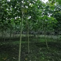 木芙蓉精品小杆子基地一手货源