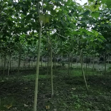 木芙蓉精品小杆子基地一手货源