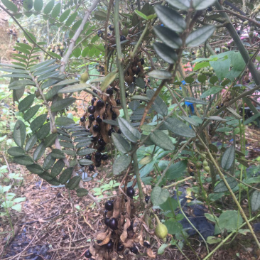 自然熟山豆根种子筛选颗颗饱满欢迎下单