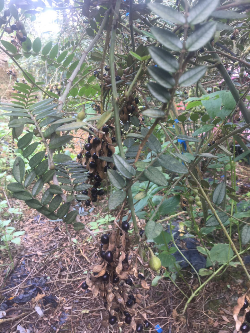 大量山豆根种子山豆根出售