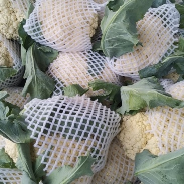精品有机花，菜花大量上市了