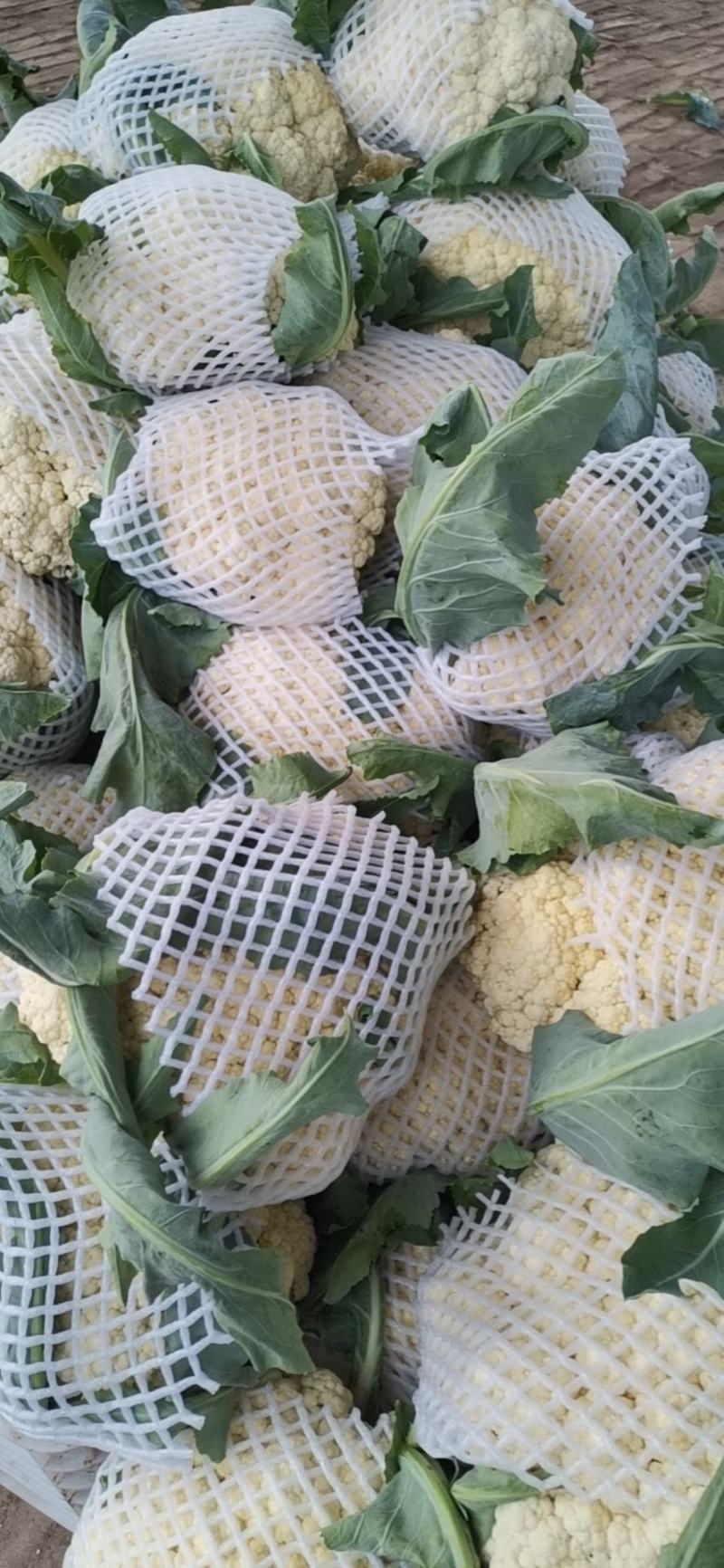 精品有机花，菜花大量上市了