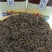 普洱茶熟茶宫廷散料一斤装仅售:118元/斤送茶罐一个