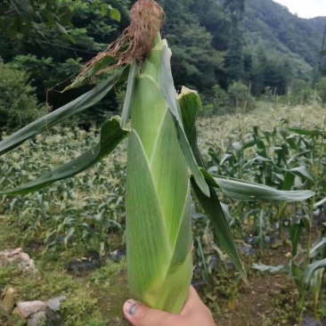 湖北宜昌富硒水果玉米