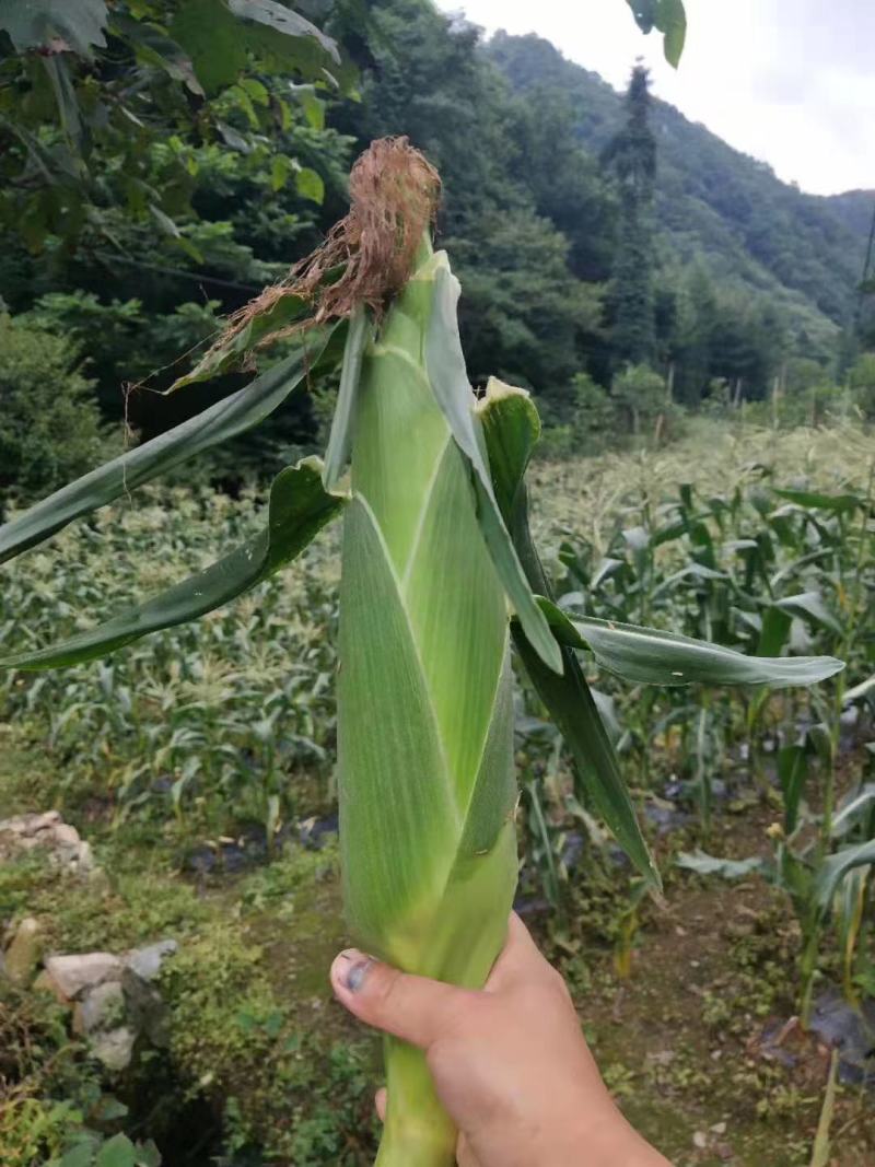 湖北宜昌富硒水果玉米