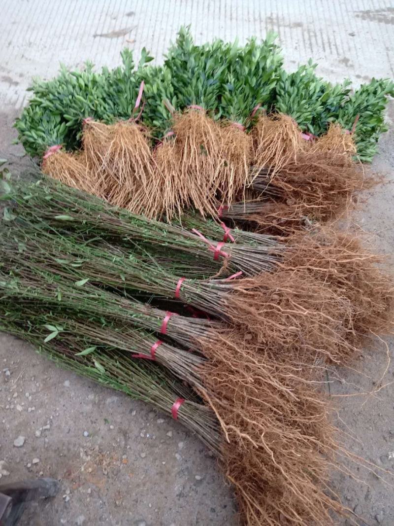 优质毛桃苗毛桃芽苗毛桃小苗砧木桃树苗未嫁接苗