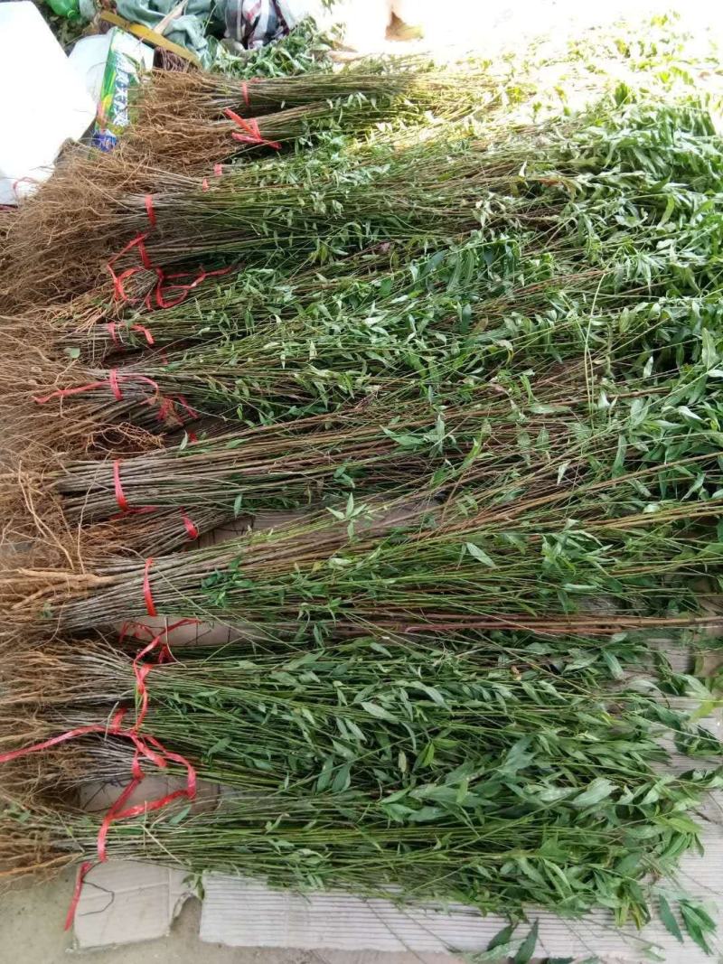 优质毛桃苗毛桃芽苗毛桃小苗砧木桃树苗未嫁接苗