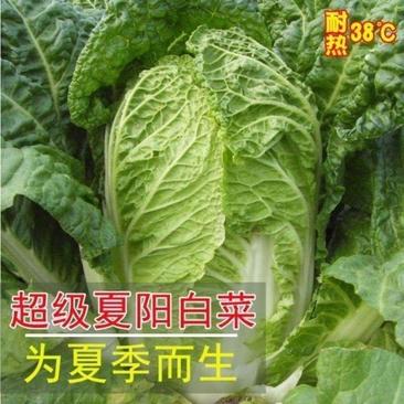 【应季菜】精品河南夏阳白菜大量上市耐热耐湿产地拣货装车