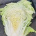 【应季菜】精品河南夏阳白菜大量上市耐热耐湿产地拣货装车