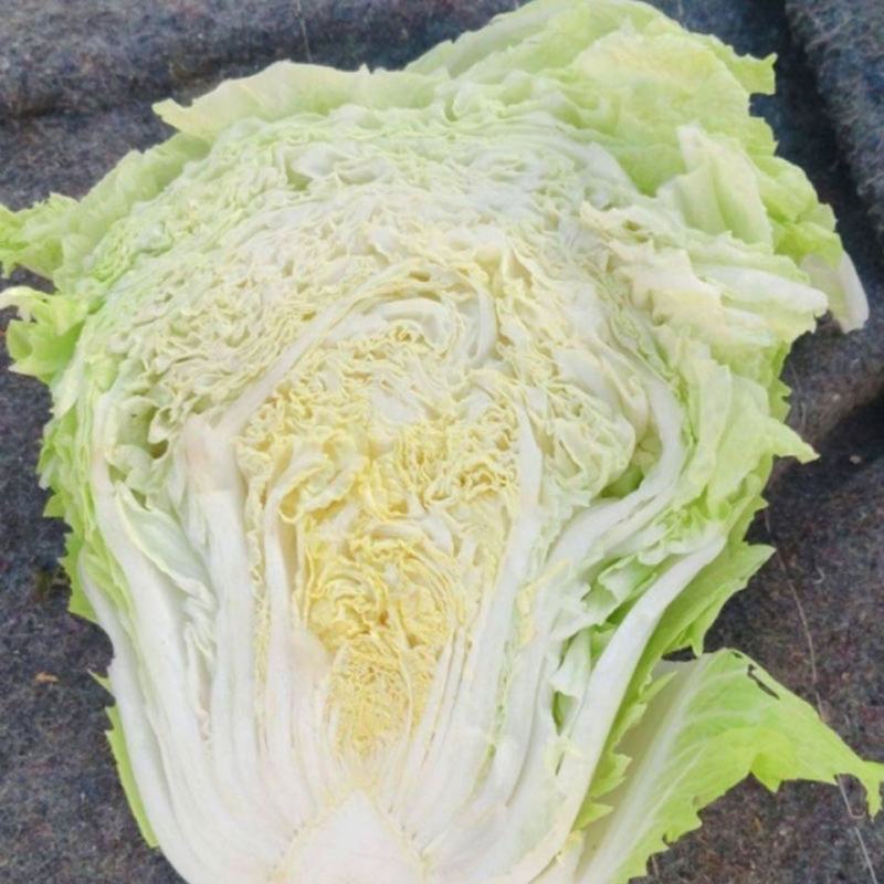【应季菜】精品河南夏阳白菜大量上市耐热耐湿产地拣货装车