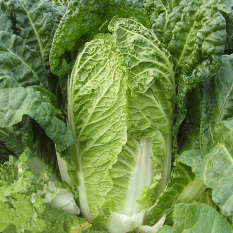 【应季菜】精品河南夏阳白菜大量上市耐热耐湿产地拣货装车