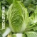 【应季菜】精品河南夏阳白菜大量上市耐热耐湿产地拣货装车
