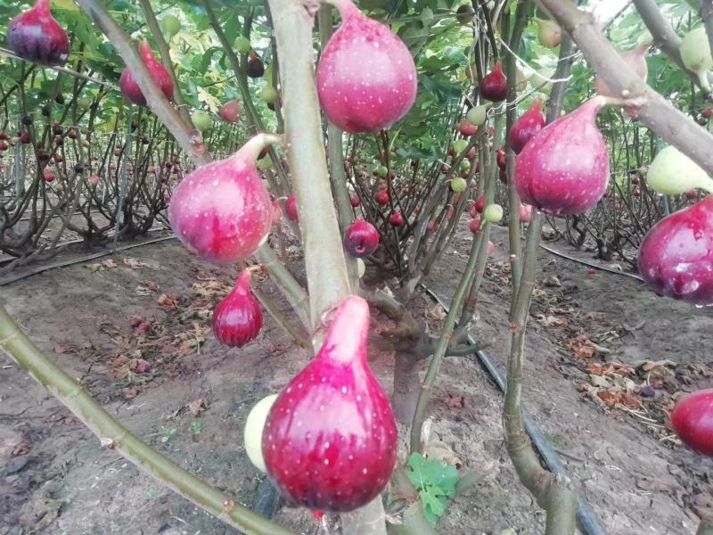 无花果树苗波姬红斯特拉芭劳奈金奥芬4个品种签合同