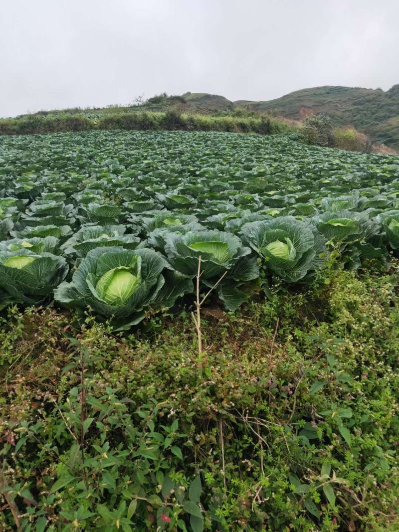 万亩包菜产地直供需要的老板联系我