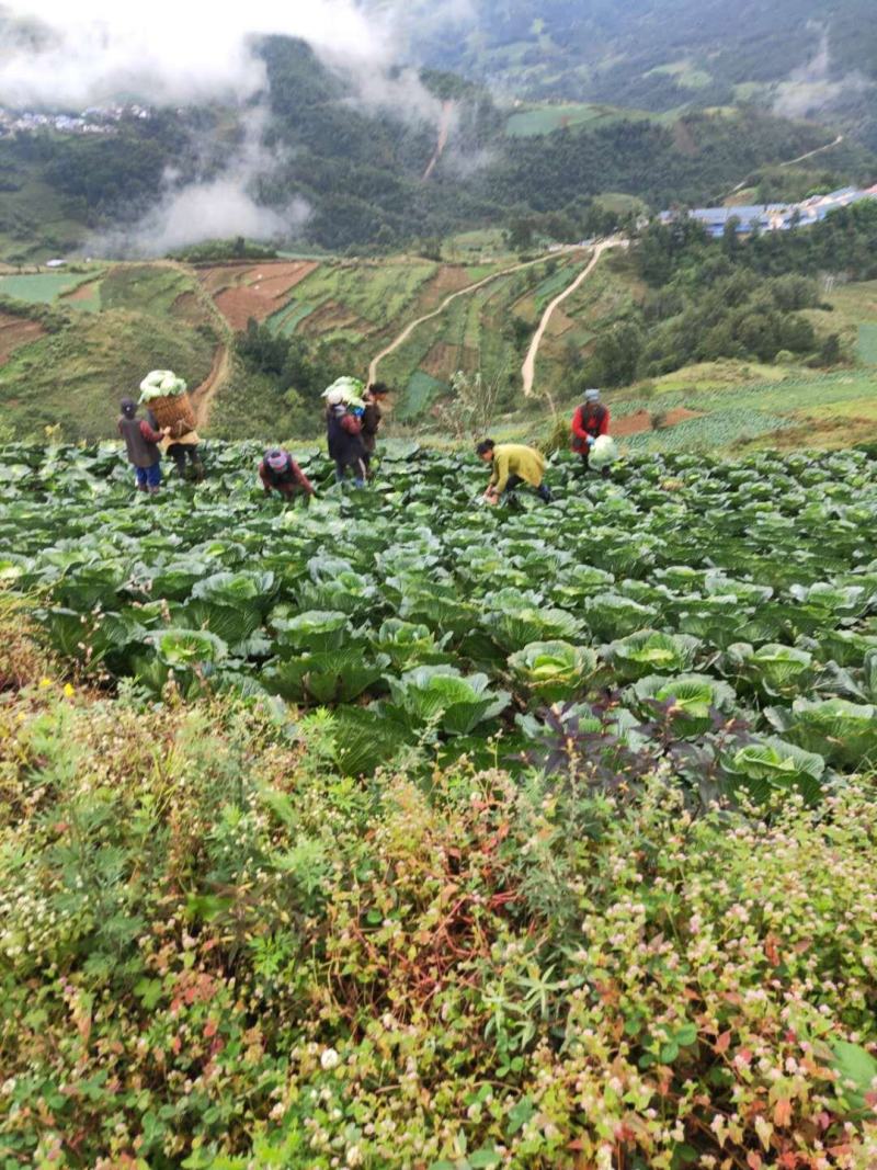 万亩包菜产地直供需要的老板联系我