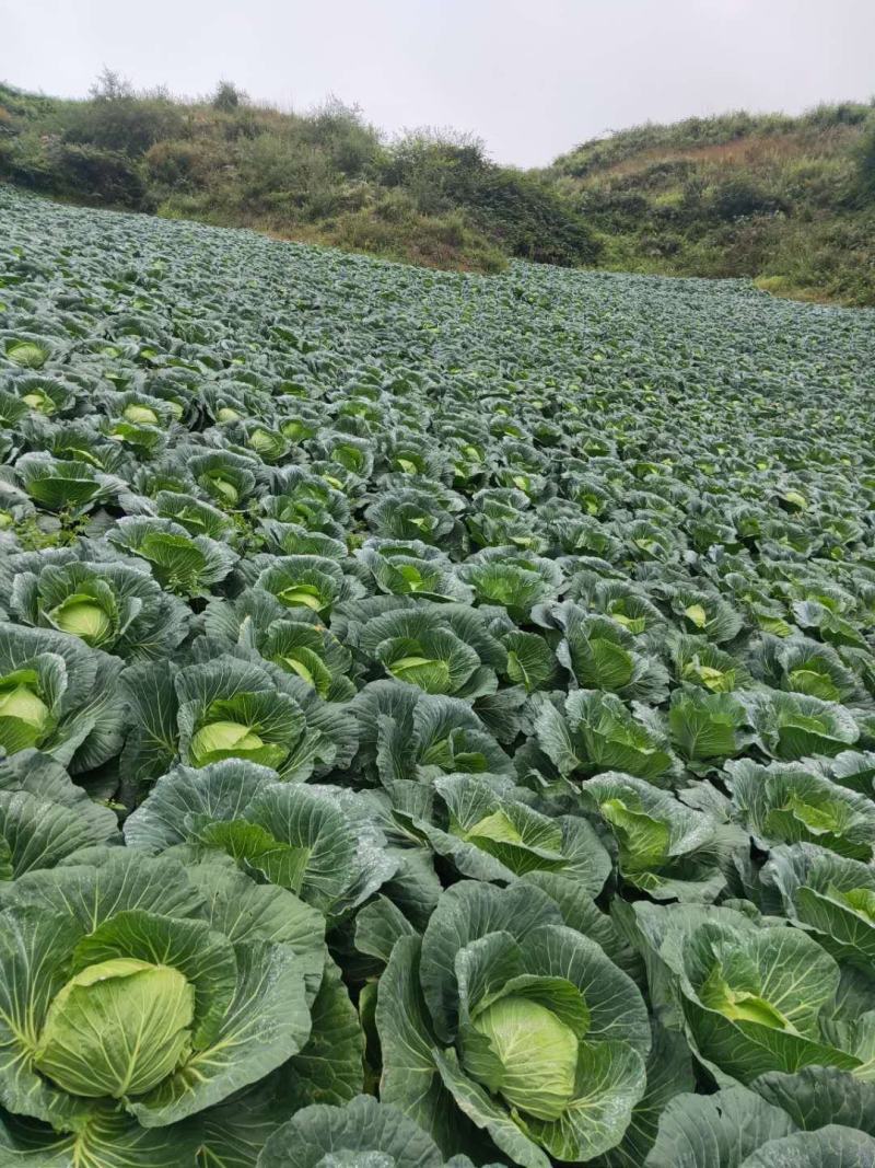 万亩包菜产地直供需要的老板联系我