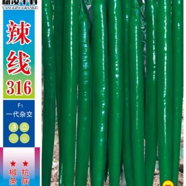 辣线316，黑线品种，中早熟，产量高，品质好，浓辣而香，