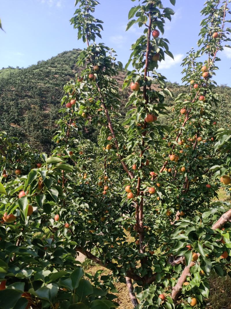 南果梨代收代办包你满意