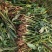 阳荷姜种苗限10月20日前下单客户
