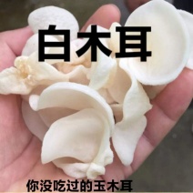 黑木耳东北小碗耳椴木小碗耳凉拌黑木耳包邮