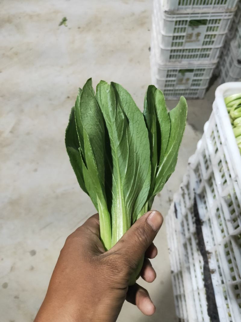 上海青小青菜油菜