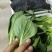 上海青小青菜油菜