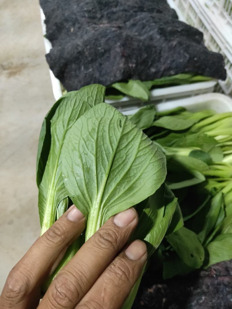 上海青小青菜油菜