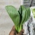 上海青小青菜油菜