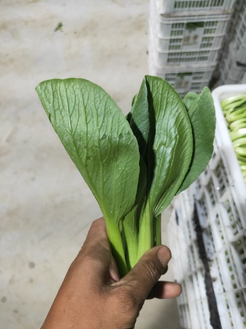 上海青小青菜油菜