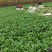 上海青小青菜油菜