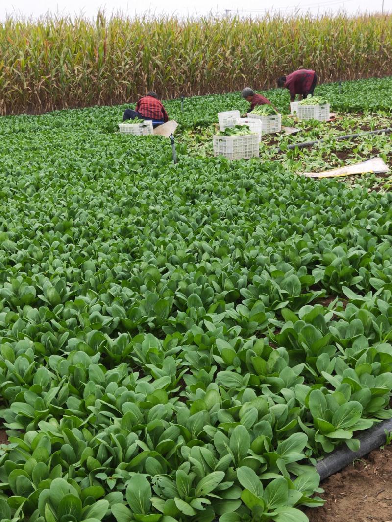 上海青小青菜油菜