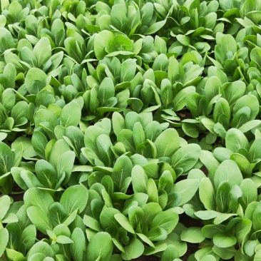 上海青小青菜油菜